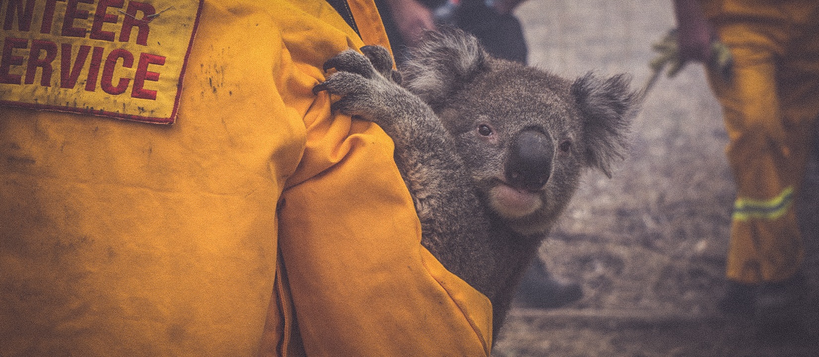 Avustralya yanıyor, binlerce koala öldü