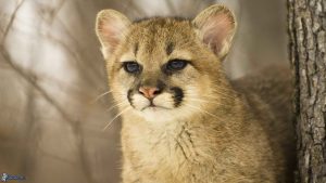 Kedi Diye Sahiplendi Puma Yavrusu Çıktı