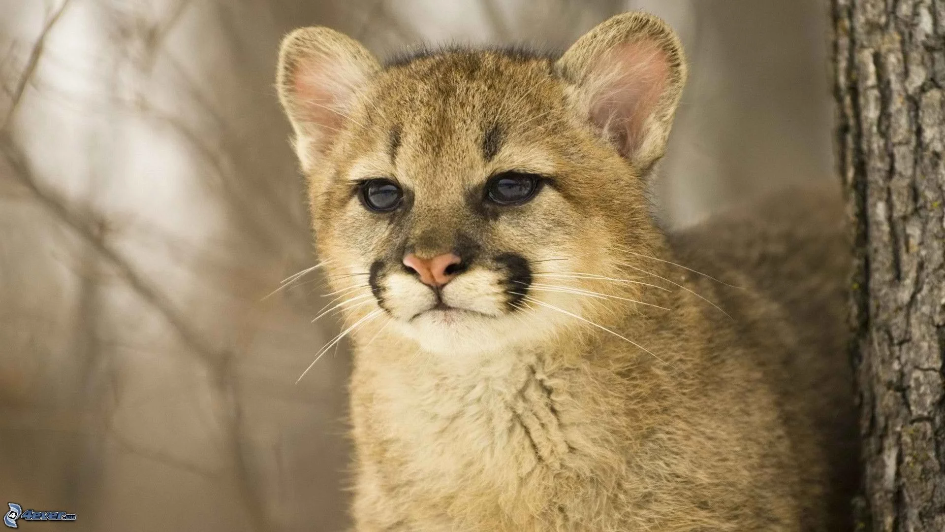 Kedi Diye Sahiplendi Puma Yavrusu Çıktı