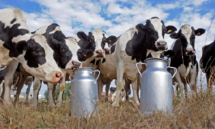 Süt Banka Milyarlarını Kaptırdılar