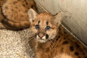 puma-yavrusu