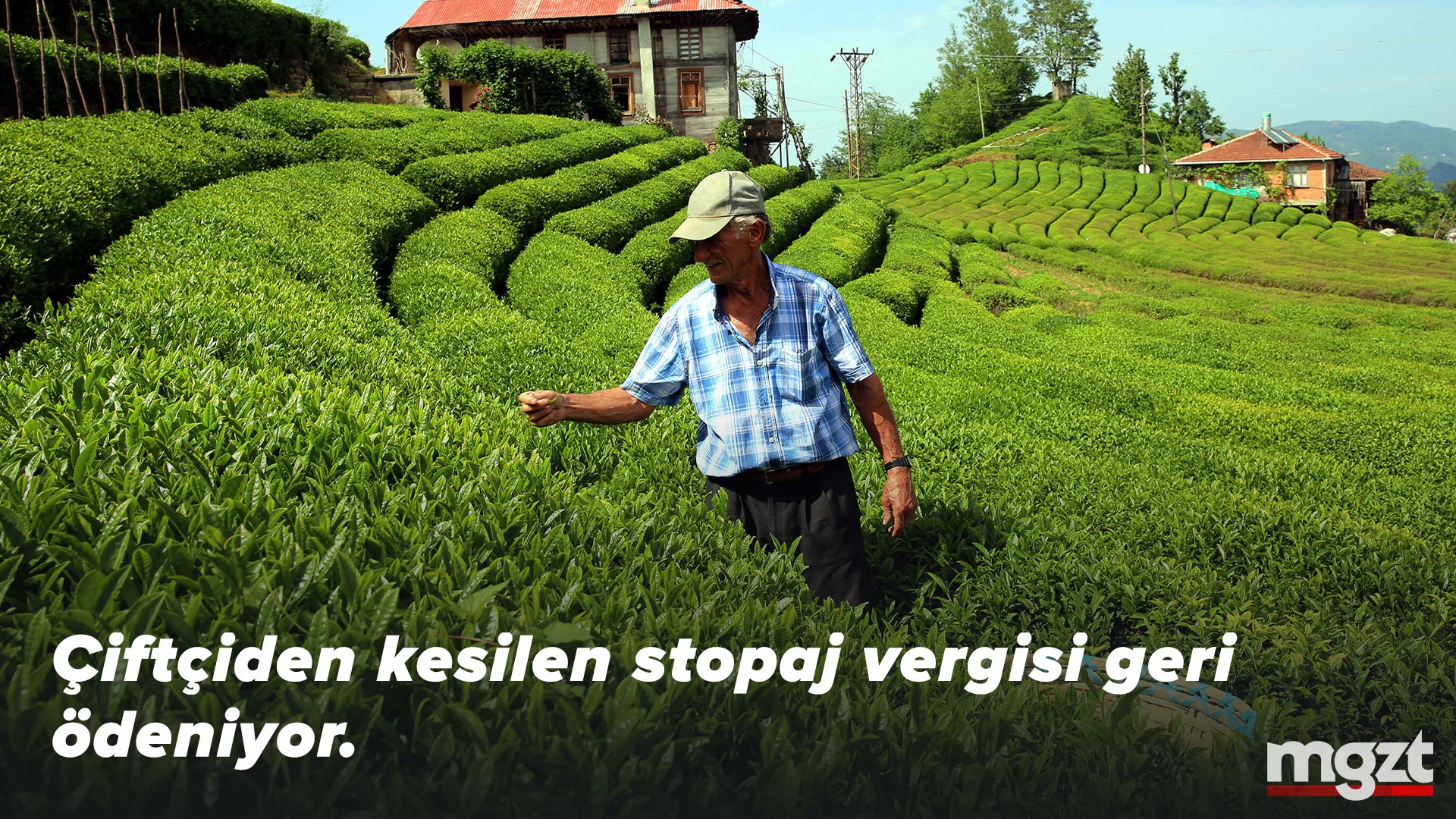 Çay üreticilerinden kesilen stopaj vergisi faiziyle geri ödenecek. Vergi dairesine dilekçe nasıl yazılır?